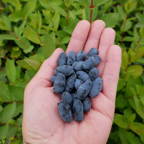 Jagoda kamczacka Klon 44