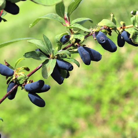 Jagoda kamczacka Candy Blue