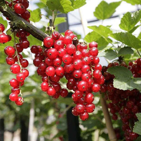 Porzeczka czerwona Rovada w balocie