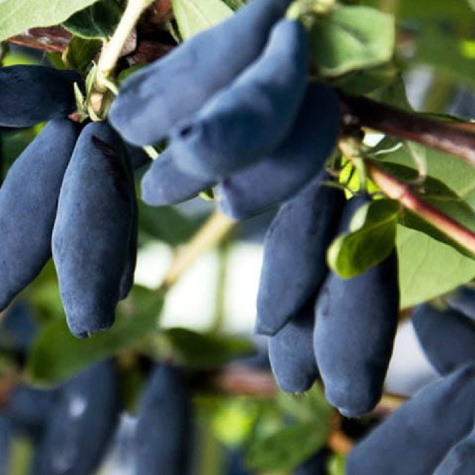 Jagoda kamczacka Vostorg