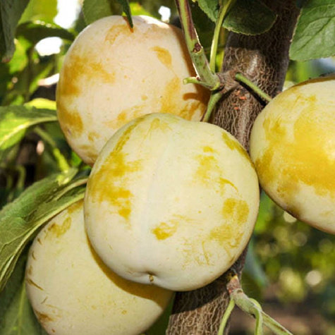 Śliwa Duża Żółta