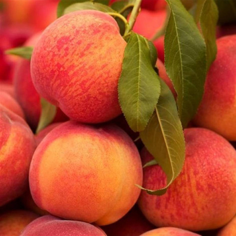 Brzoskwinia Modrinka Start Pack