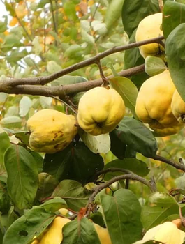 Pigwa jabłkowa Laskowicka w doniczce (C2)