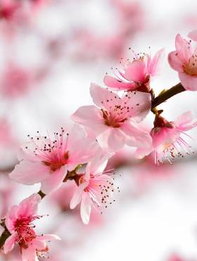 Brzoskwinia Elberta Start Pack