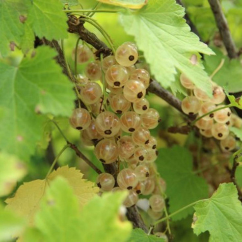 Porzeczka biała z Joteborg