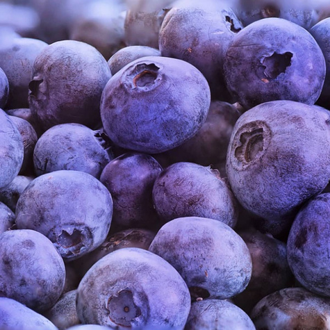 Borówka amerykańska Nelson (C5)