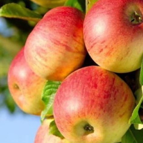 Jabłoń Genewa Geneva Early Czerwona Papierówka