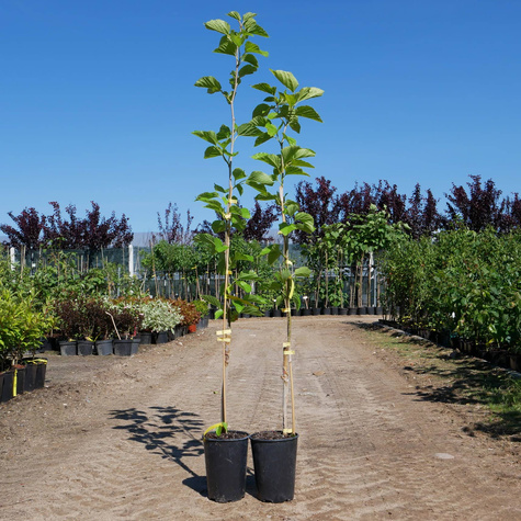 Morwa górska biała Shin-Tso