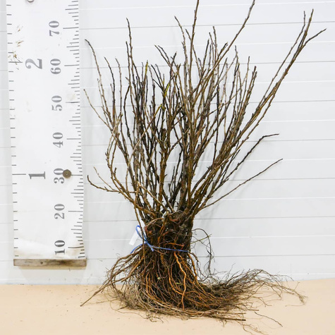 Agrest biały Tatiana w balocie