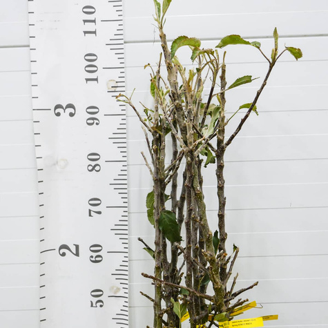 Jabłoń kolumnowa LaLambada w typie Golden Delicious START PACK