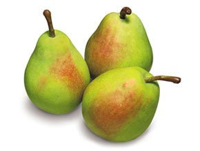 Grusza Santa Maria w doniczce (C2)