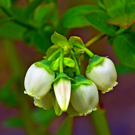 Borówka amerykańska NORTLAND (C2)