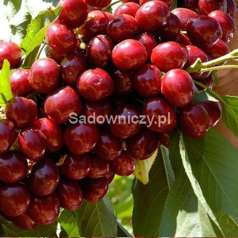 Czereśnia SAMOPŁODNA Staccato w doniczce (C2)