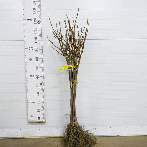 Duo agrest biały i porzeczka czarna na pniu w balocie