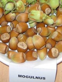 Orzech laskowy Mogulnus Leszczyna START PACK