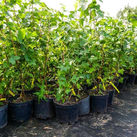 Porzeczka krwista (C2)