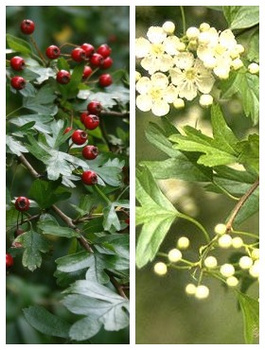 Głóg jednoszyjkowy PREMIUM SADZONKI Plant Pack