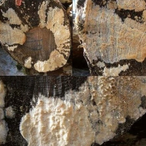 Grzybnia do rozkładu pni i kompostowania Ekologiczna 0,6l