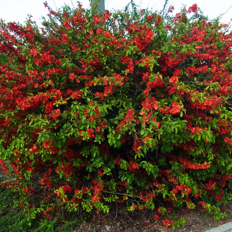 Pigwowiec japoński Red Joy