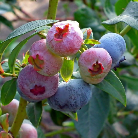 Borówka amerykańska Duke