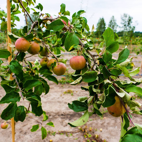 Jabłoń typu Renora START PACK