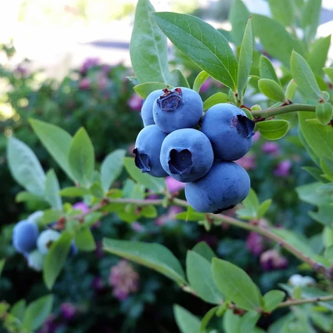Borówka amerykańska wysoka Bonifacy średniowczesna (C2)