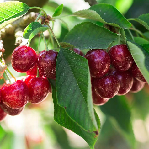 Czereśnia Julia w doniczce