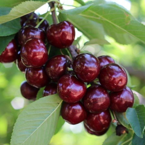 Czereśnia Helena START PACK