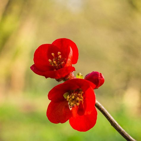 Pigwowiec pośredni Texas Scarlet Ozdobny na Nalewki (C2)
