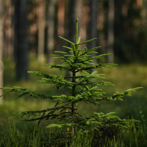 Zestaw Las Świerkowy Komplet 100 Sztuk Plant Pack