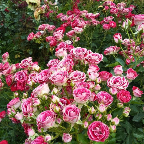 Róża rabatowa Schone Koblenzerin czerwono-biała balot