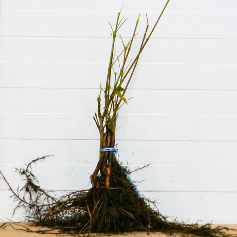 Kalina koralowa Plant Pack