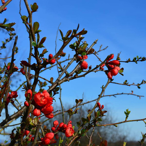 Pigwowiec Jadalny Szczepiony