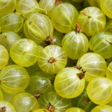 Agrest biały Triumf w balocie