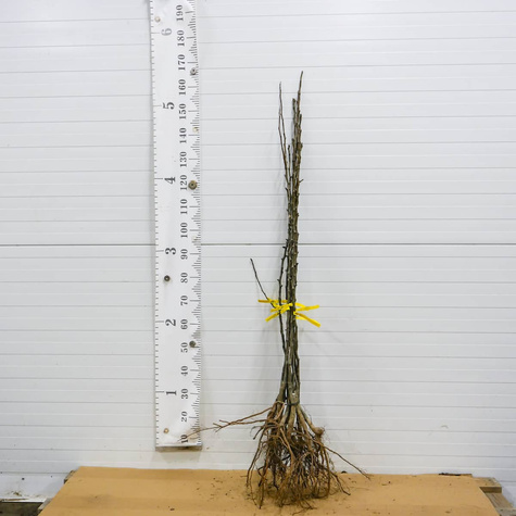 Grusza azjatycka Kumoi START PACK