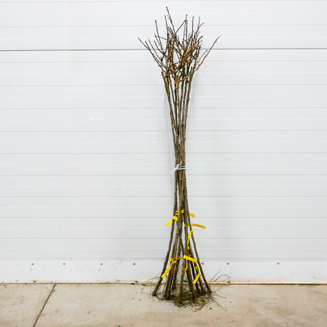 Agrest biały Tatiana na pniu START PACK