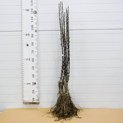 Jabłoń kolumnowa Green Cats START PACK