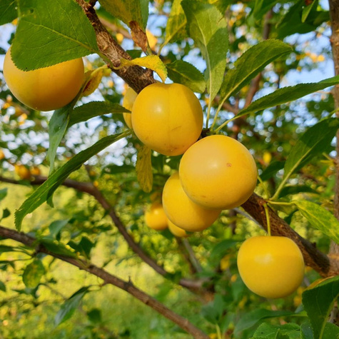 Śliwa kolumnowa Gold Dust