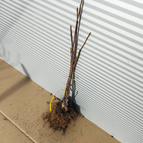 Kruszyna Miododajna Plant Pack