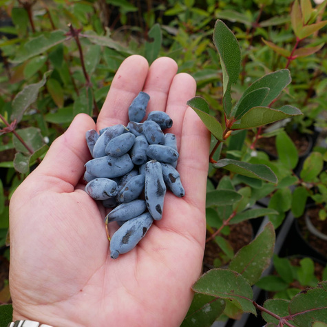 Jagoda kamczacka Leningradskij Velikan