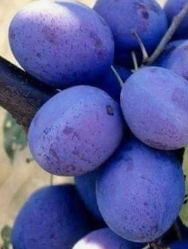 Śliwa Najwcześniejsza Fioletowa  START PACK