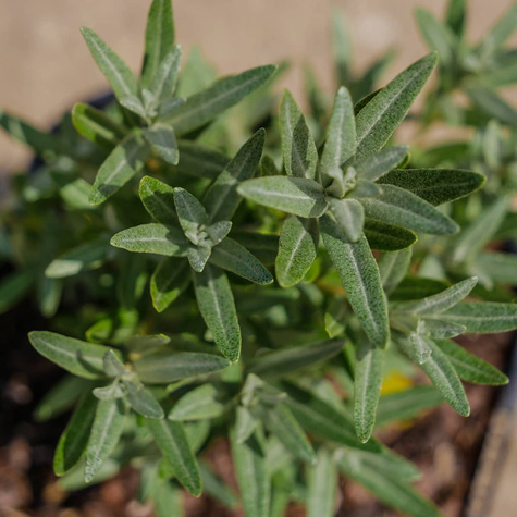 Rokitnik pospolity Hikul męski