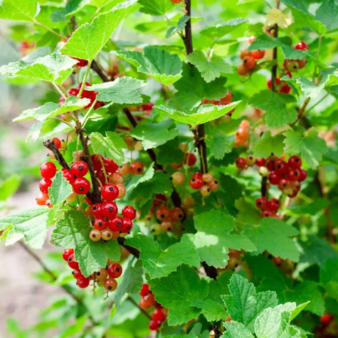 Porzeczka czerwona START PACK