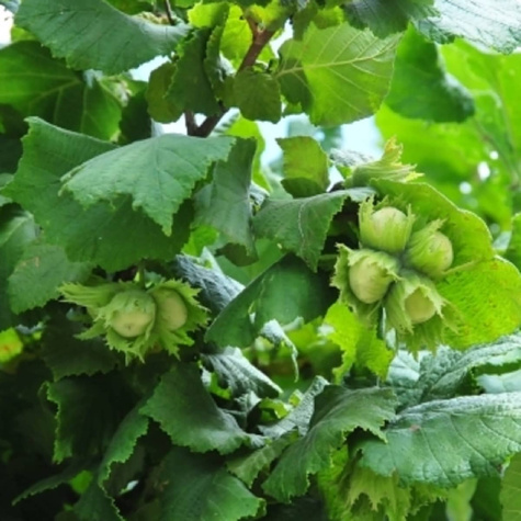 Orzech laskowy Trapezundski START PACK