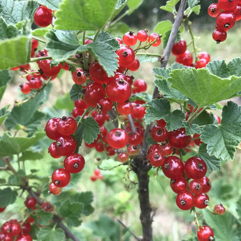 Porzeczka czerwona na pniu w doniczce