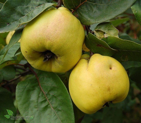 Pigwa jabłkowa Laskowicka w doniczce (C2)