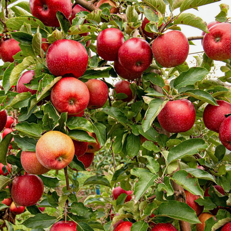 Jabłoń Red Boskoop