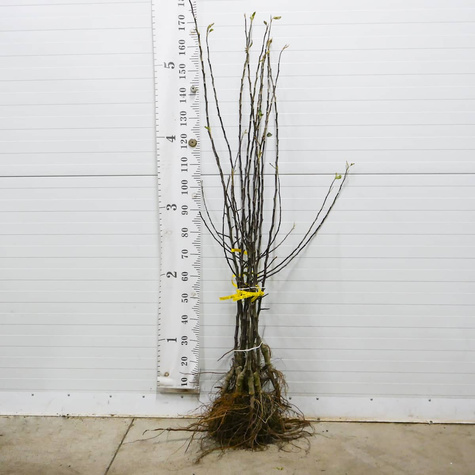 Jabłoń typu Jonagored Supra