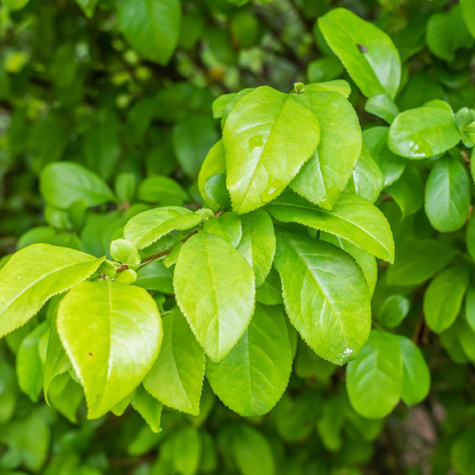 Pigwowiec japoński Chaenomeles japonica