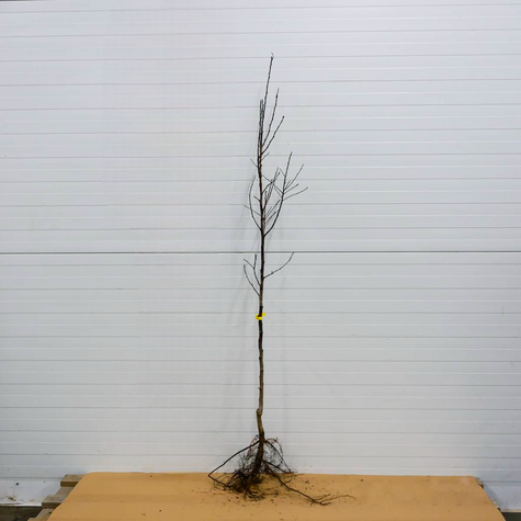 Śliwa japońska Angelo START PACK